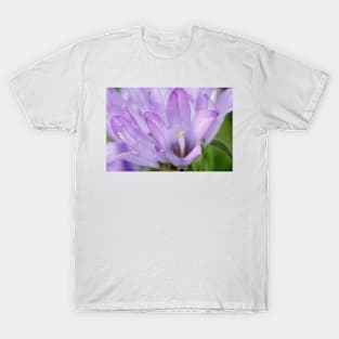 Edraianthus dalmaticus  Grassy bells T-Shirt